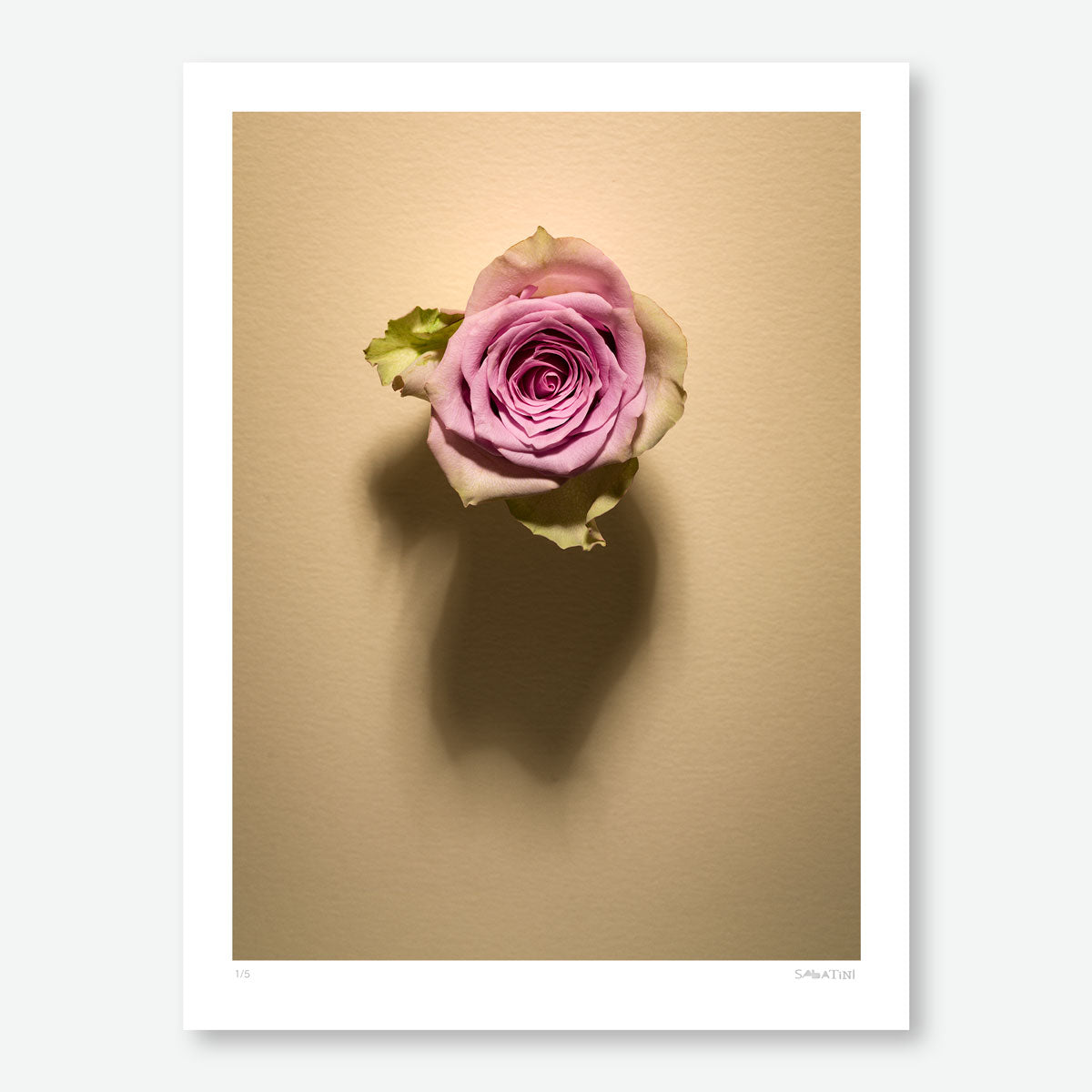 Shadow Bloom in Cream