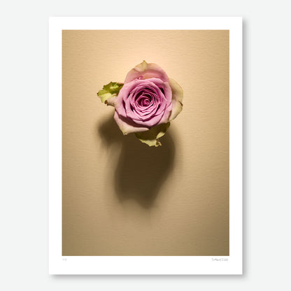 Shadow Bloom in Cream