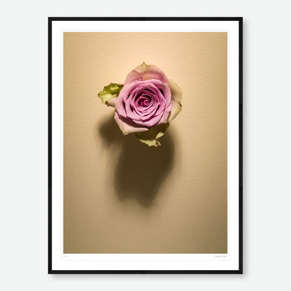 Shadow Bloom in Cream