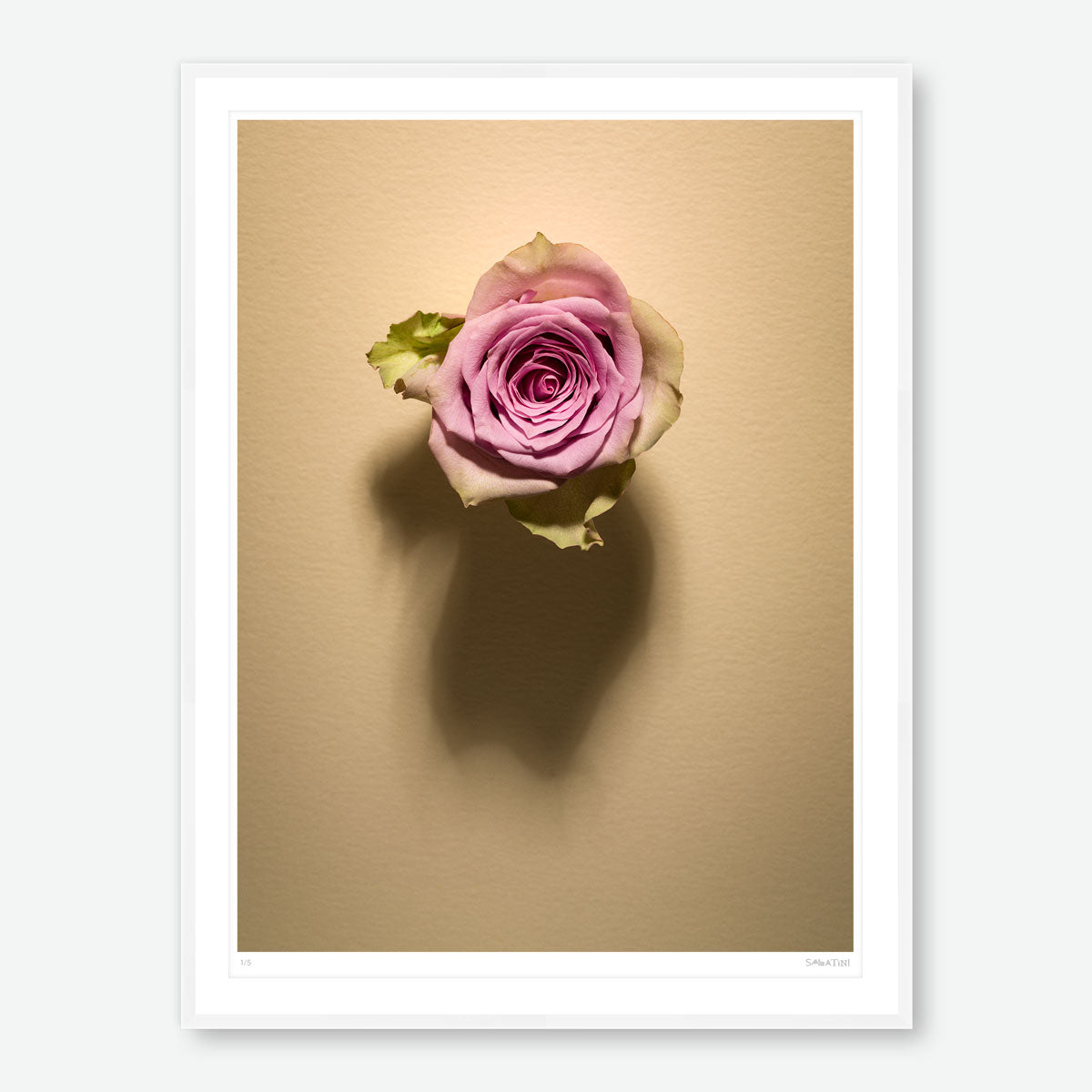 Shadow Bloom in Cream