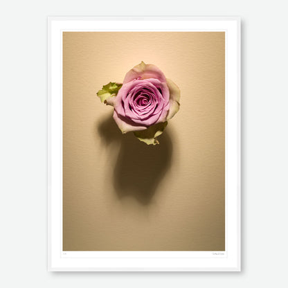 Shadow Bloom in Cream