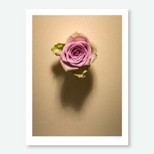 Shadow Bloom in Cream